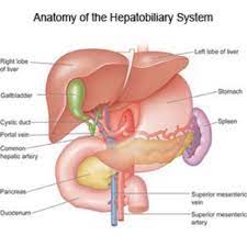 Best Hepatobiliary surgery Treatment Hospital in Jalandhar 2023